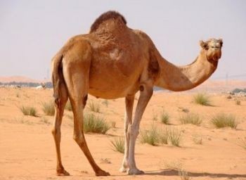 accueil au maroc