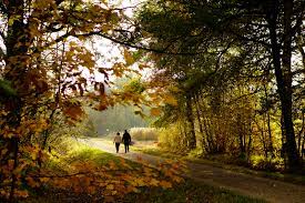  Homme de compagnie pour femme esseulée