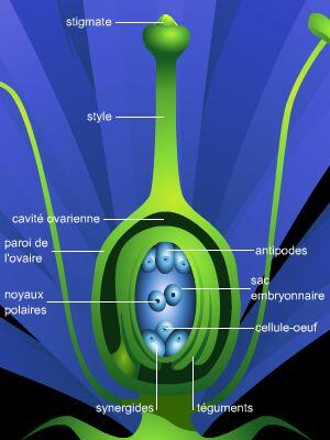 Bourdon butineur pour jolie fleur
