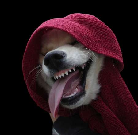  Homme profil animal pour Furieux Orgasmes Féminins