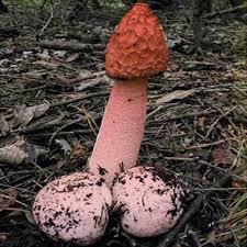 Au bonheur des Dames