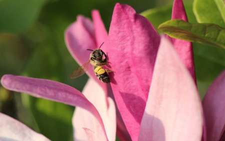 Photographe amateur non venal