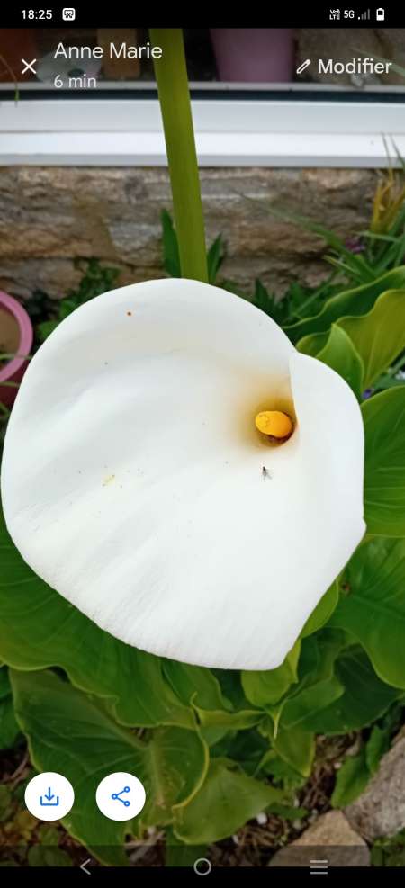 Homme pose pour photos, vidéos.