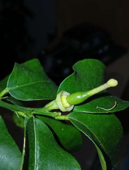 Homme mur pour rencontre sexe.