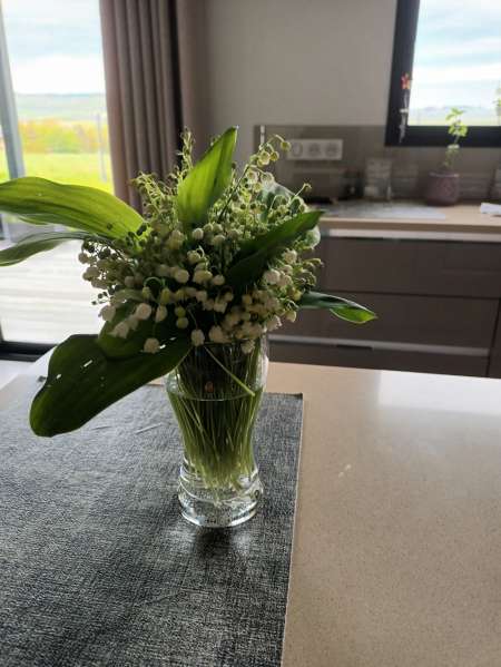 Senior recherche une Femme employée de maison.  