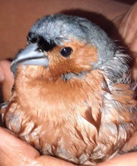 Coquineries avec femmes ou couple