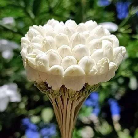 aventure sans lendemain