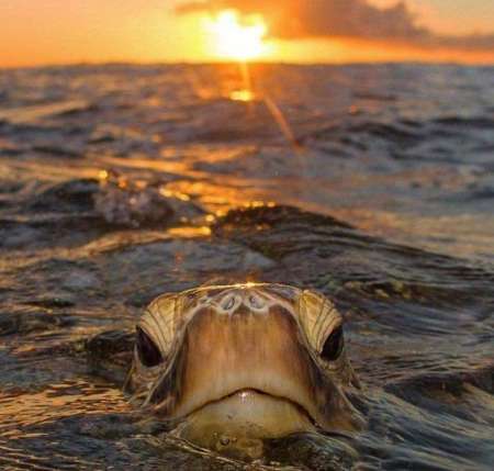 Homme raffin�e � la recherche d'une femme