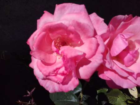 Homme actif mais soumis