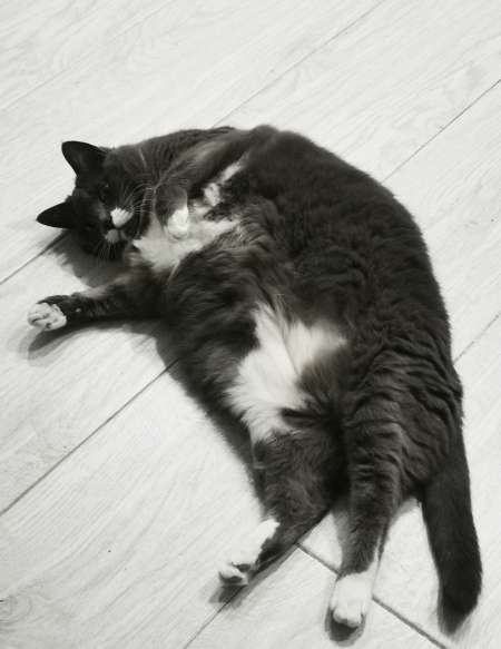 Recherche Sugar Baby Black