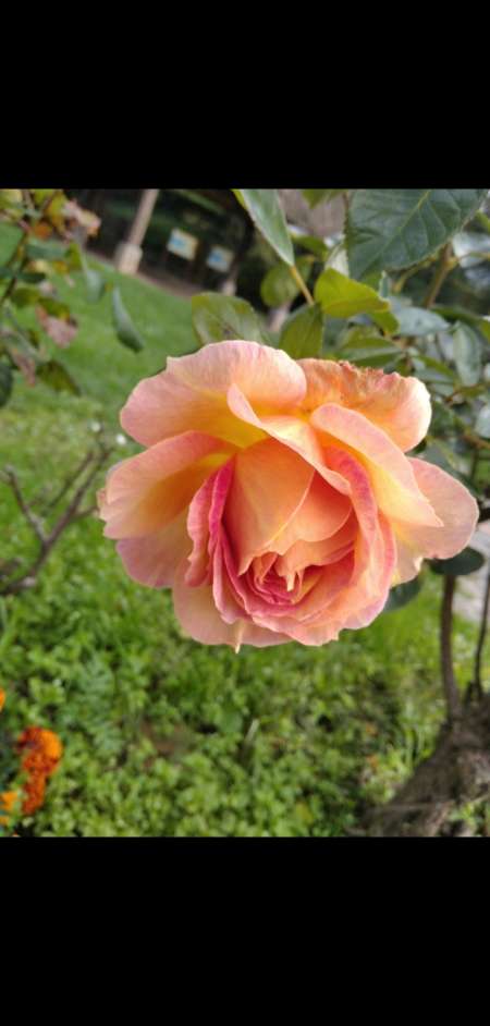 Recherche escorte d�butante pour suivi