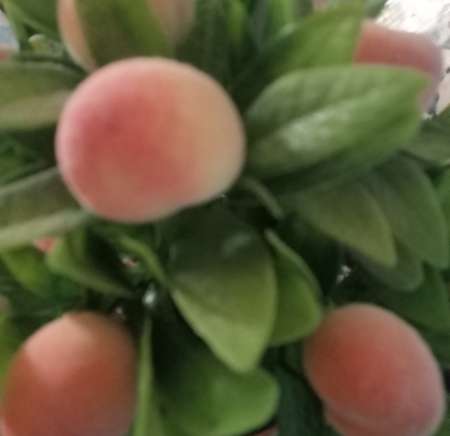 Ame s�ur mariage amour