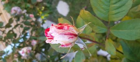 Troc Bricolages contre calins