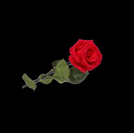 M�tisse pour caucasienne