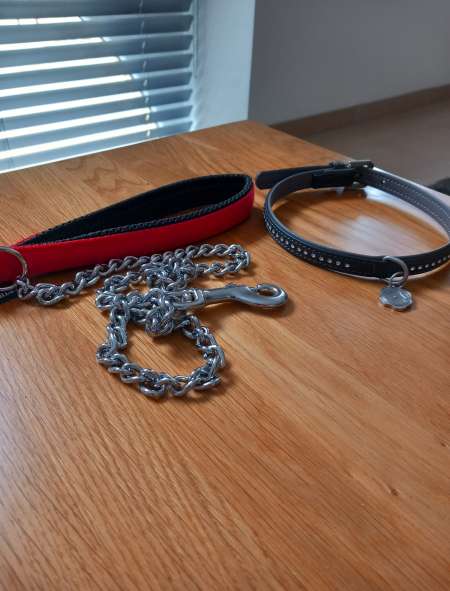 Cherche petite chienne