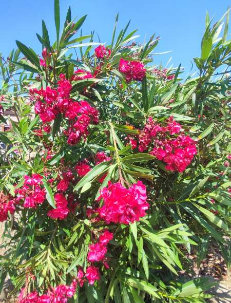 Dispo uniquement le mardi et vendredi 13 a 16