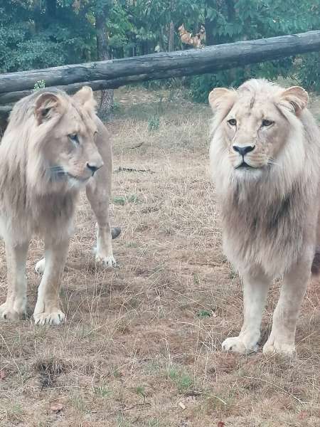 Cherche dominatrice ou ma�tresse pour m'initier