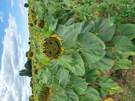Homme pour femme plans voiture