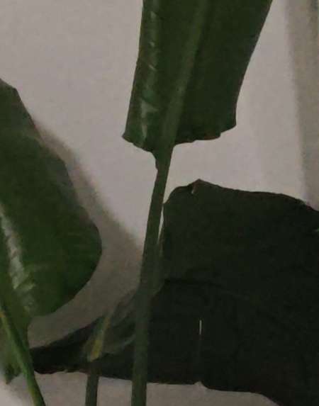 M�tis pour Dame libertine / femme mari�