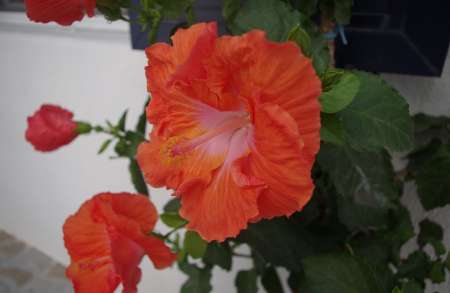 Pour femmes africaines, black des iles