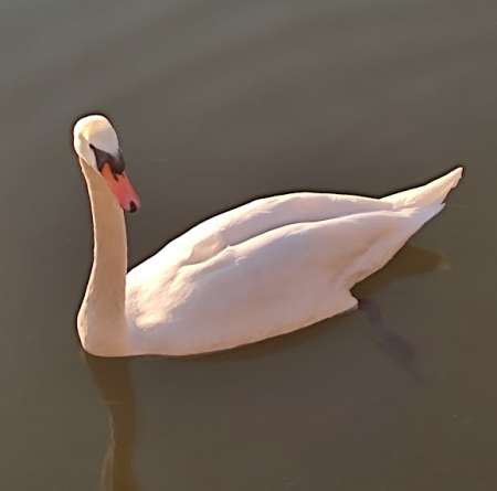 Massage naturiste r�ciproque pour femme