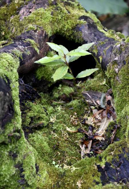 Compagnon 25/ 50 ans