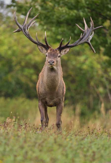 Bel homme de 50 ans pour mamie coquine !