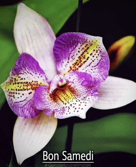 D�licieuse Jenny pou toi