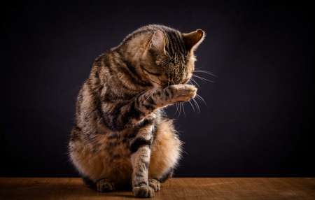 Korrigan cherche korrigane