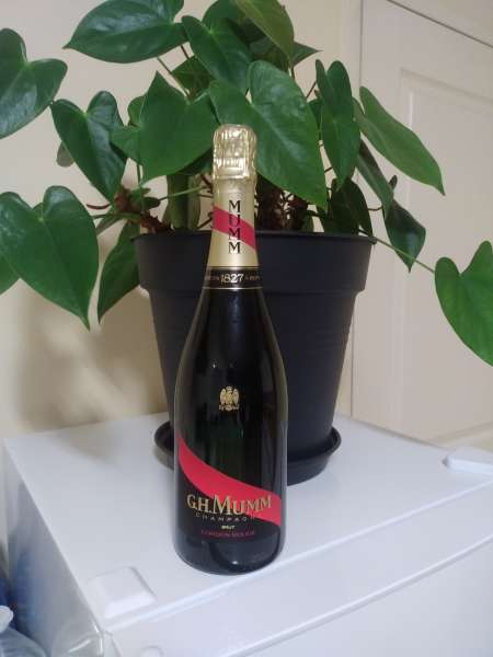 Homme pour compagnie