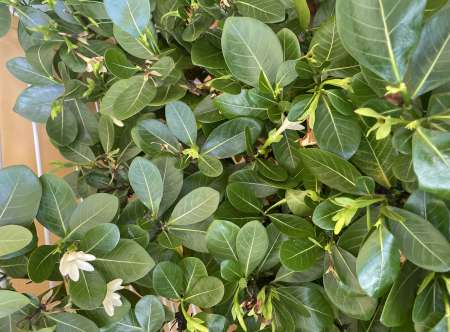 Homme pour femme ou couple