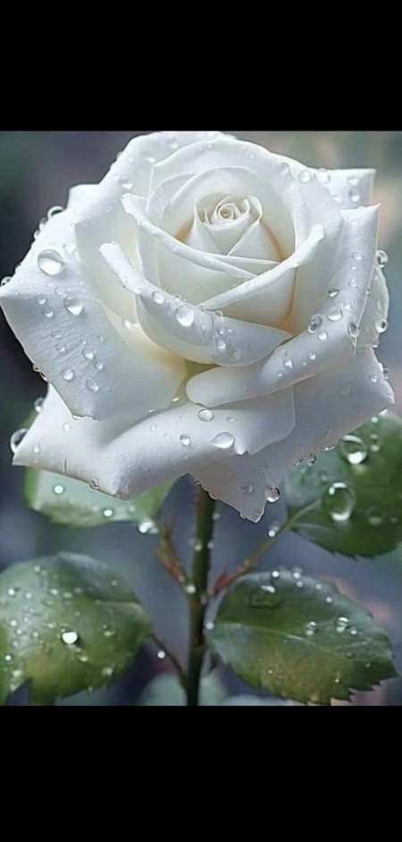 Cherche rencontre avec femme enceinte