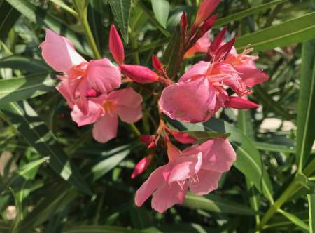 BEL HOMME BI TRES DOCILE RECHERCHE COUPLE DOMINANT