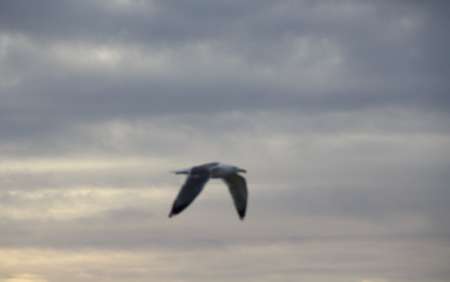 Etalonnoir pour belle femme � saillir !