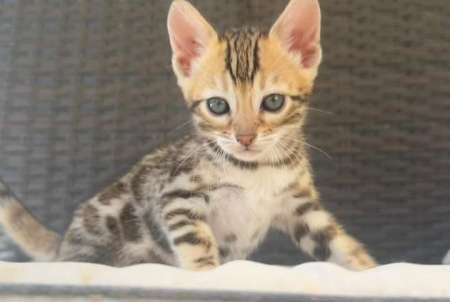 Jeune h cherche femme plus �g�e