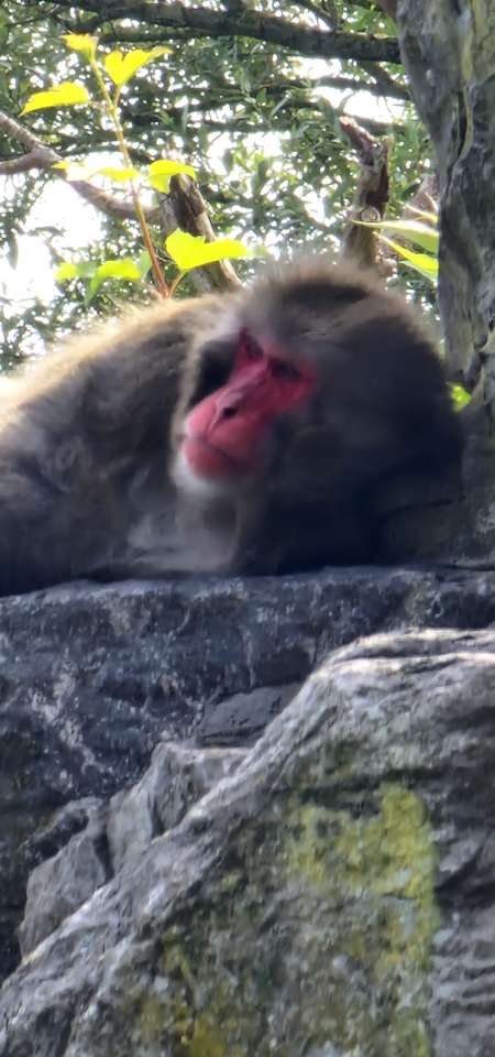 Propose massages, cunnilingus et anulingus