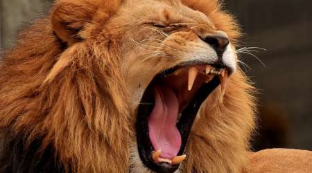 Jeune lion sportif de 26ans