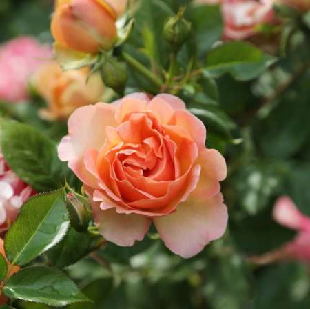 Quadra cherche femme inexp�riment�e