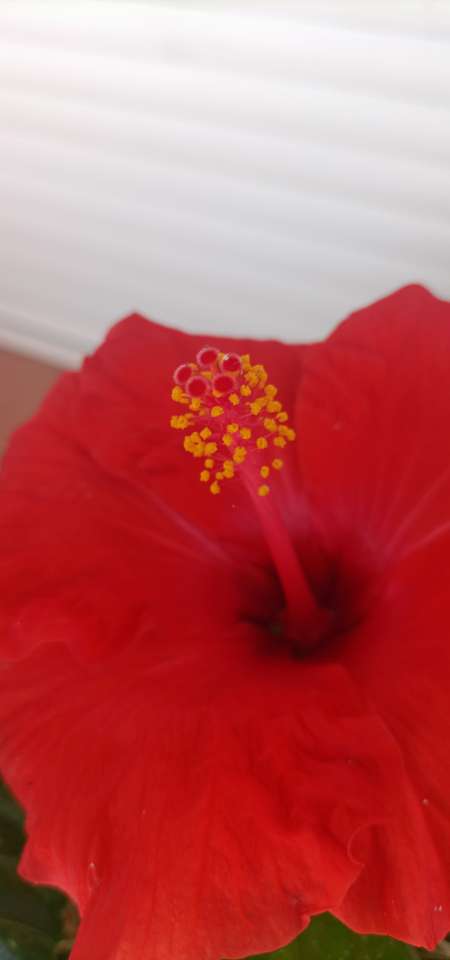 Massage int�gral pour femme uniquement