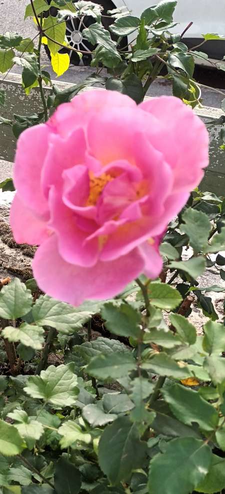 Homme pour femmes en manque d'amour