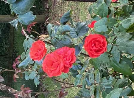 Recherche une colocataire