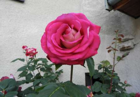 Homme pour relation D/S